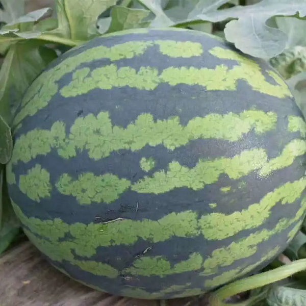 Mambo Hybrid Watermelon Seeds