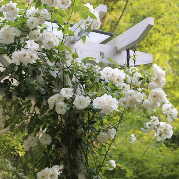 Lace Cascade Climbing Rose