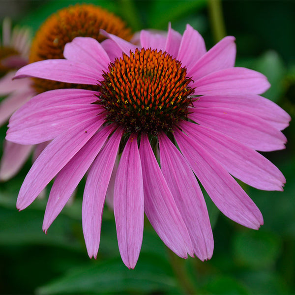 Wild Berry Coneflower Seeds