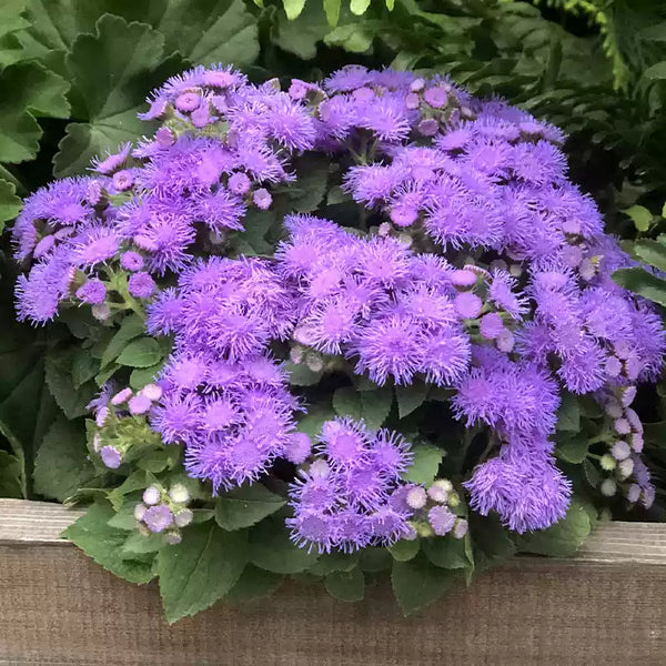 Dwarf Aloha Blue Ageratum Seeds