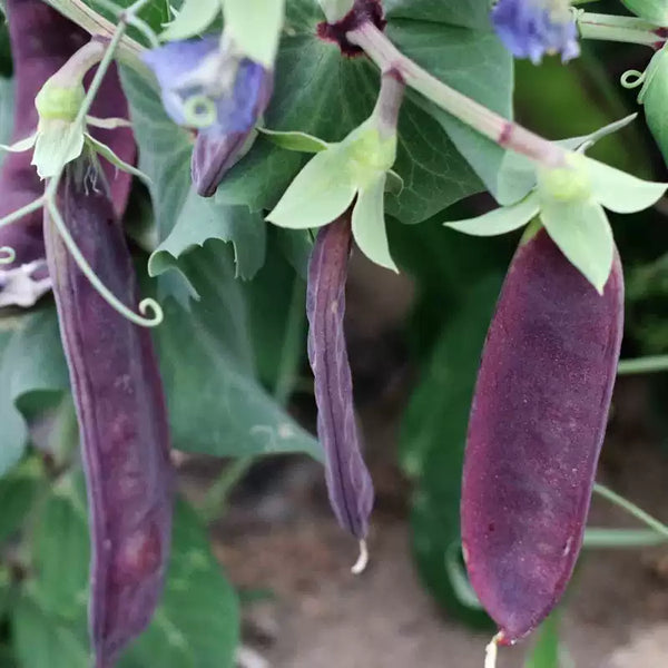 Royal Snow Pea Seed