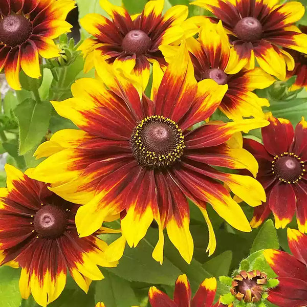 Pawnee Spirit Rudbeckia Seeds