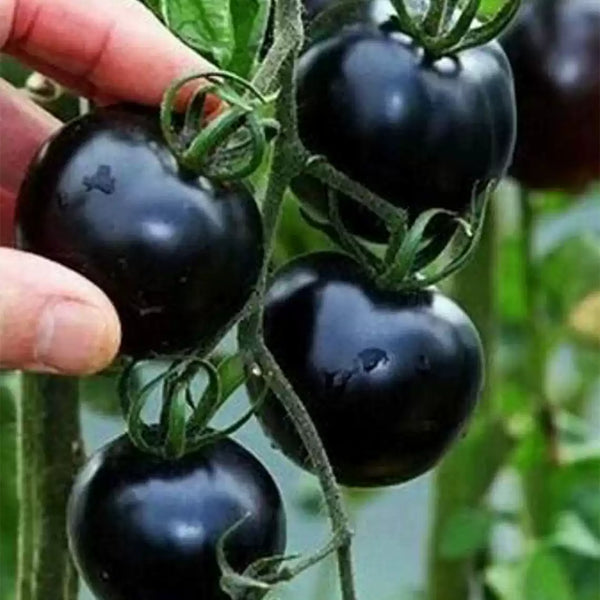 Chef's Choice Black Tomato Seeds