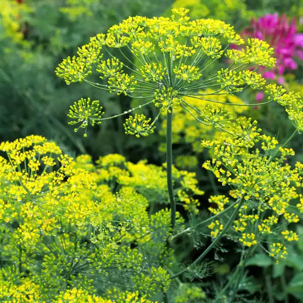 Bouquet Organic Dill Seeds