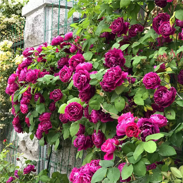 Purple Robe and Jade Belt Climbing Rose