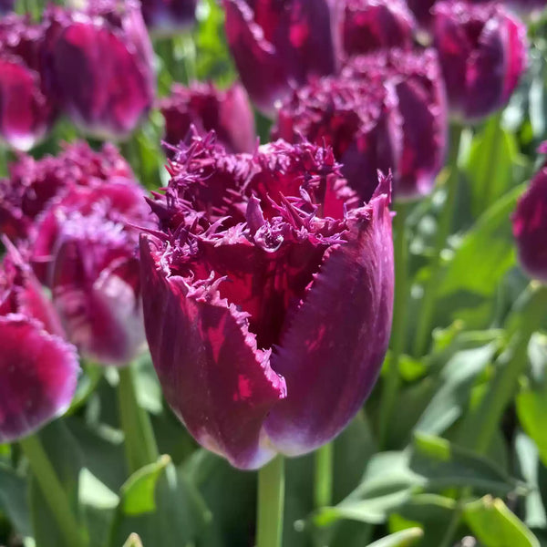 'Barbados' Tulip Bulbs