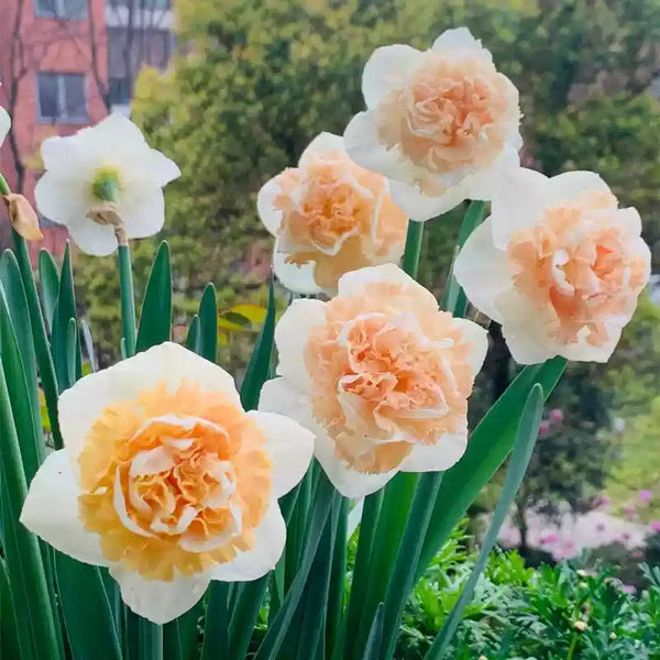 Narcissus Waltz Daffodil Bulbs