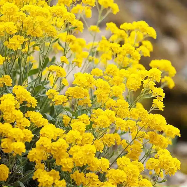 Basket of Gold Compacta Alyssum Seeds