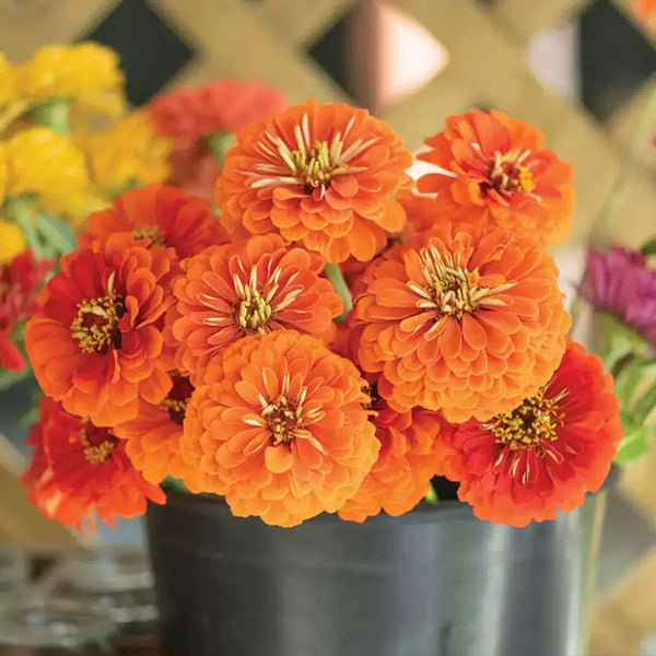 Queeny Pure Orange Zinnia Seeds