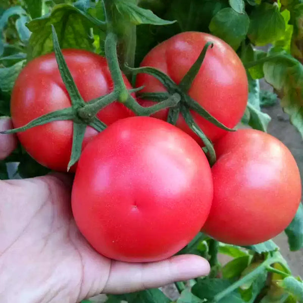 Better Boy Hybrid Tomato Seeds