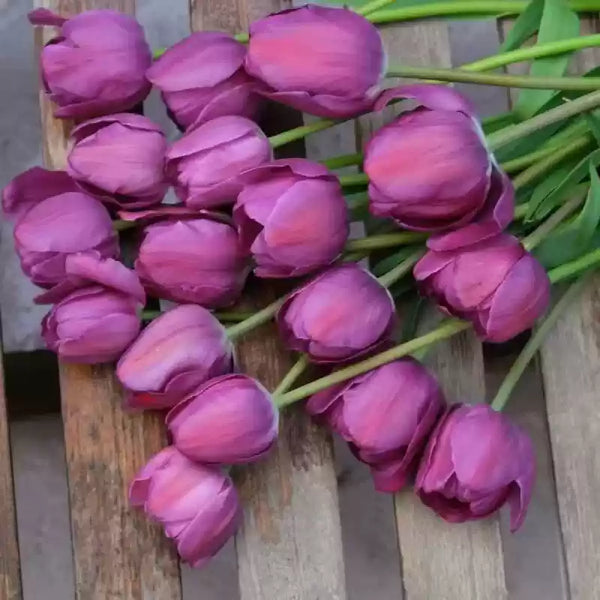 'Pittsburgh Triumph' Purple Tulip Bulbs