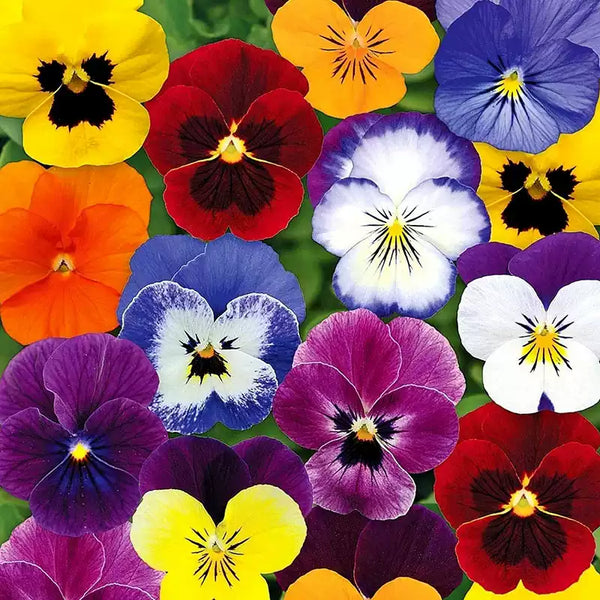 'Swiss Giants Mix' Pansy Heirloom Seeds