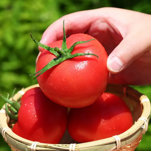 Early Girl Hybrid Tomato Seeds