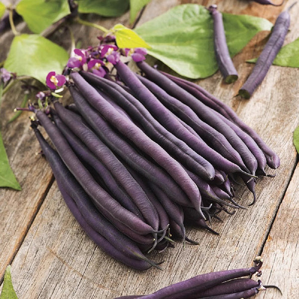 Velour Garden Bean Seeds