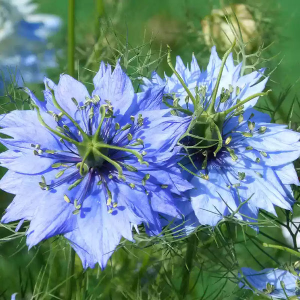 Love in a Mist Miss Jeckyll Nigella Seeds