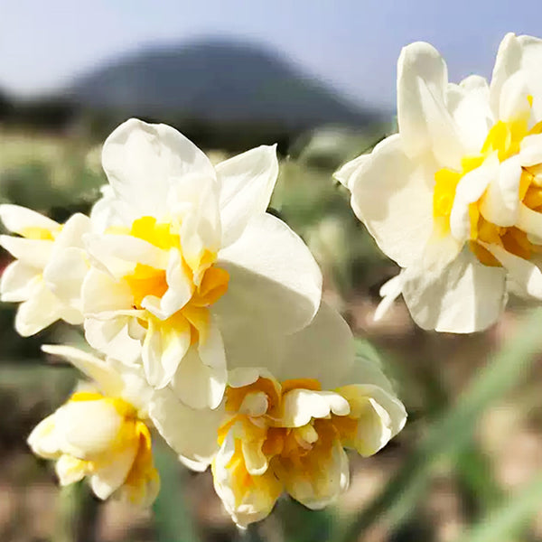 'Sorbet' Daffodil Bulbs