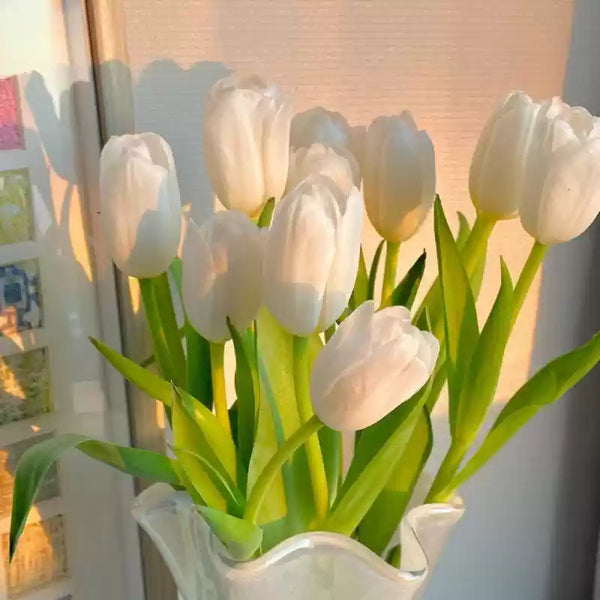 Tulipa Ivory Floradale Tulip Bulbs