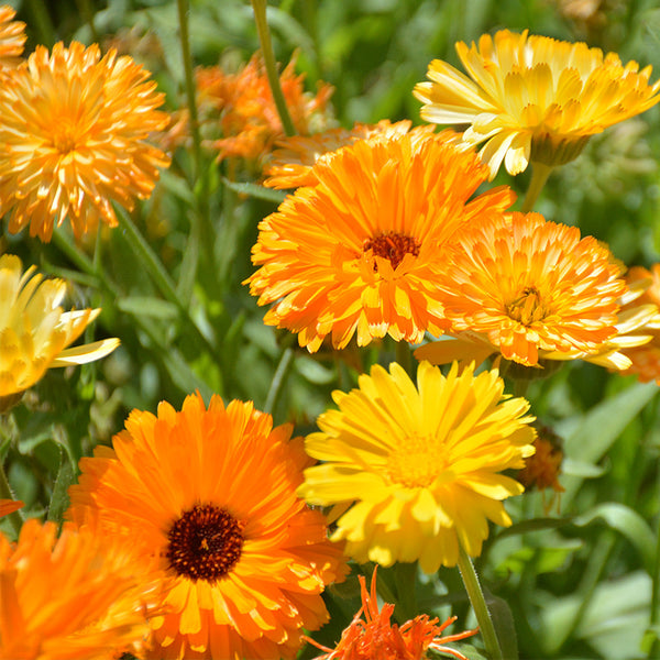 'Pacific Beauty Mix' Calendula Seeds