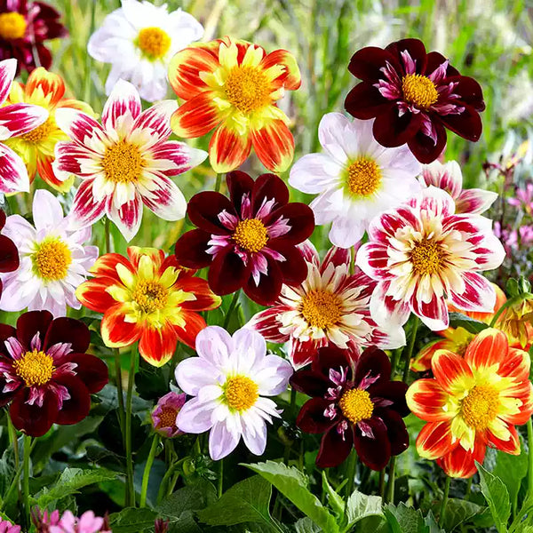 Harlequin Mix Dahlia Seeds