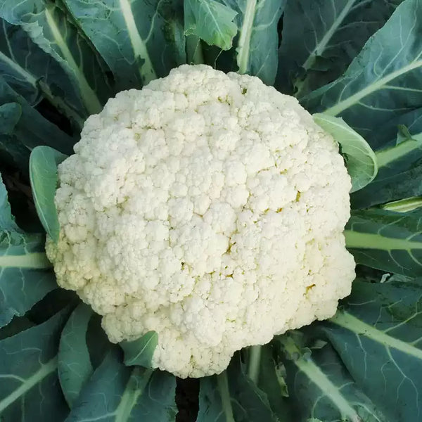 Freedom Hybrid Cauliflower Seeds