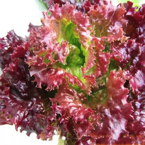 Red Sails Lettuce Seeds