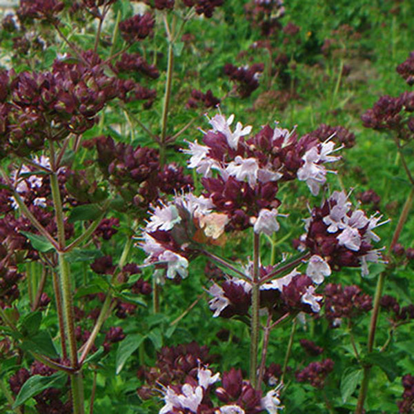 Italian Organic Oregano Seeds