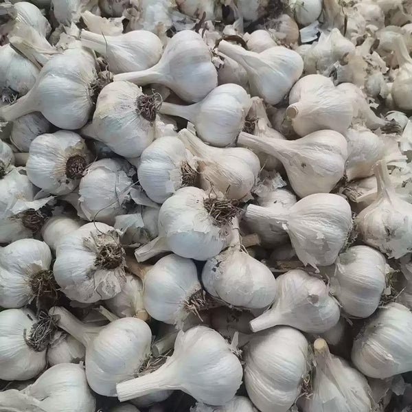 Garlic Silver White Bulbs