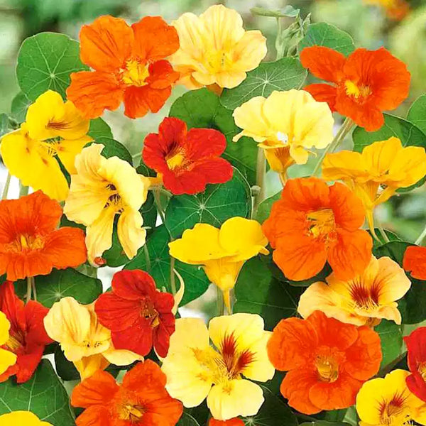 Whirlybird Mix Nasturtium Seeds