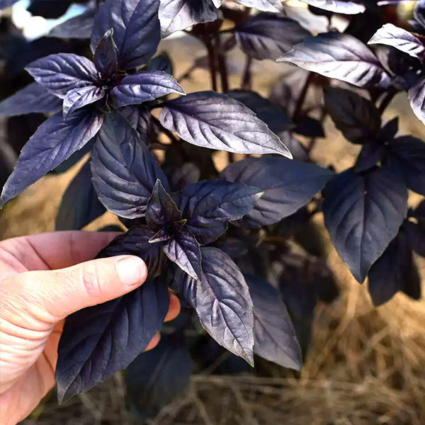 'Crimson King' Basil Seeds