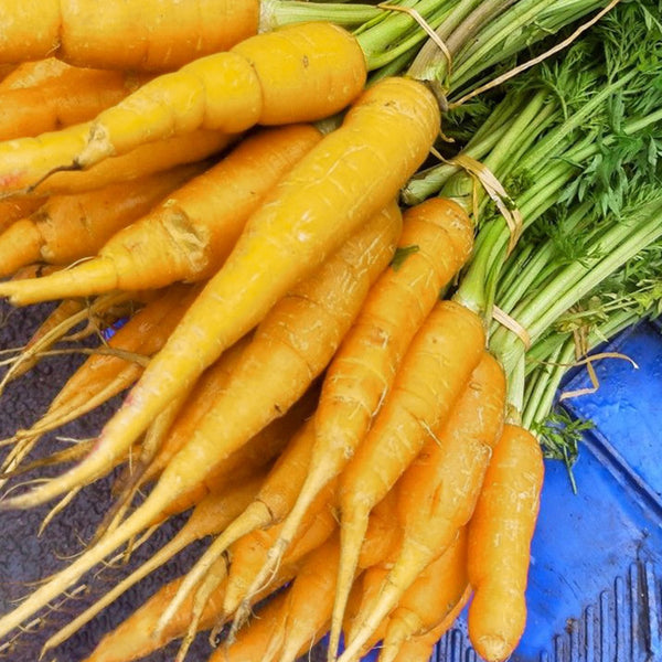 Solar Yellow Carrot Seeds