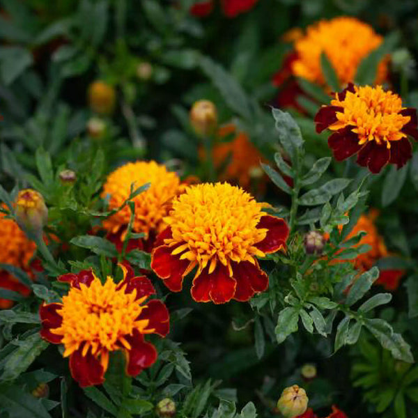 Tiger Eyes Marigold Seeds