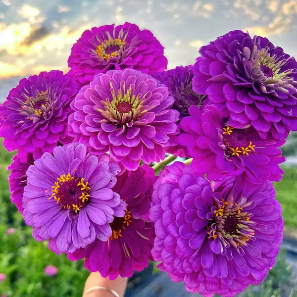 Picks Lilac Zinnia Seeds