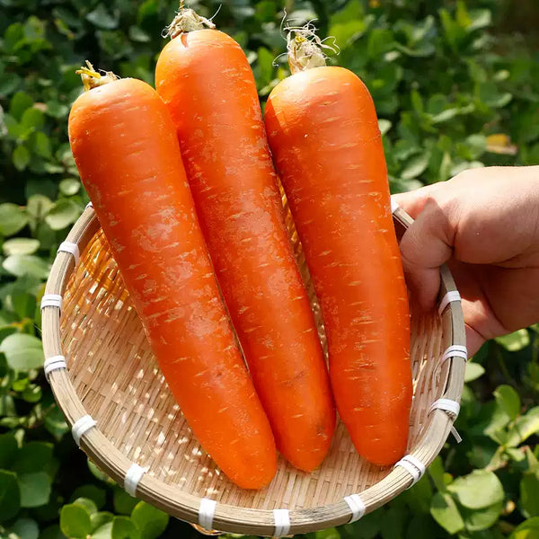 Little Finger Organic Carrot Seeds