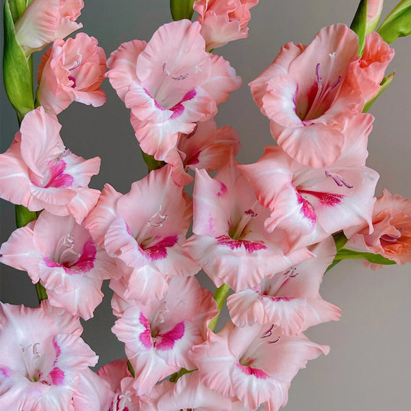 Zamora Gladiolus Flower Bulbs