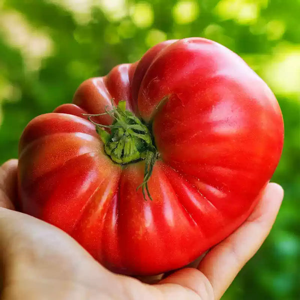 Costoluto Genovese Tomato Seeds