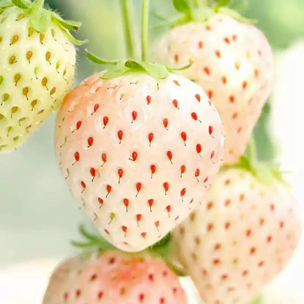 White Strawberry Seeds