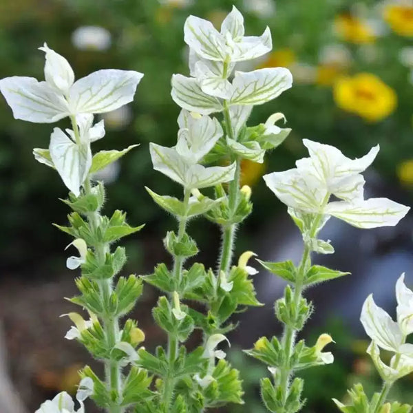 White Salvia Seeds