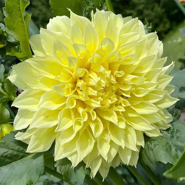 Yellow Dahlia Bulbs