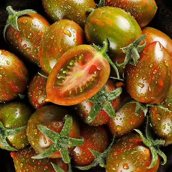 Gum Drop Black Cherry F1 Hybrid Tomato Seeds -