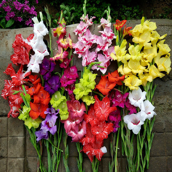 Mixed Gladiolus Bulbs