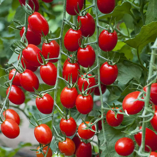 Gum Drop Pink F1 Hybrid Cherry Tomato Seeds