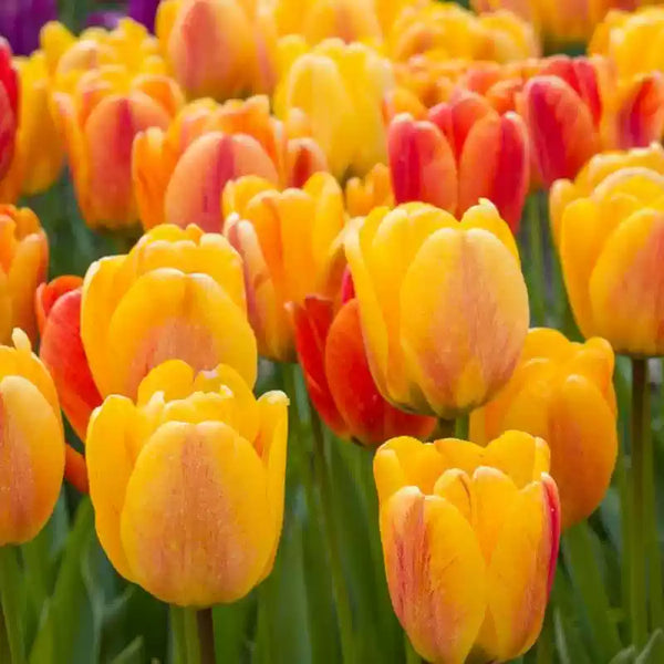 'Beauty of Spring' Tulip Bulbs