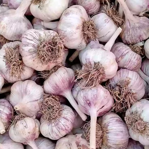 Garlic Chesnok Red Bulbs