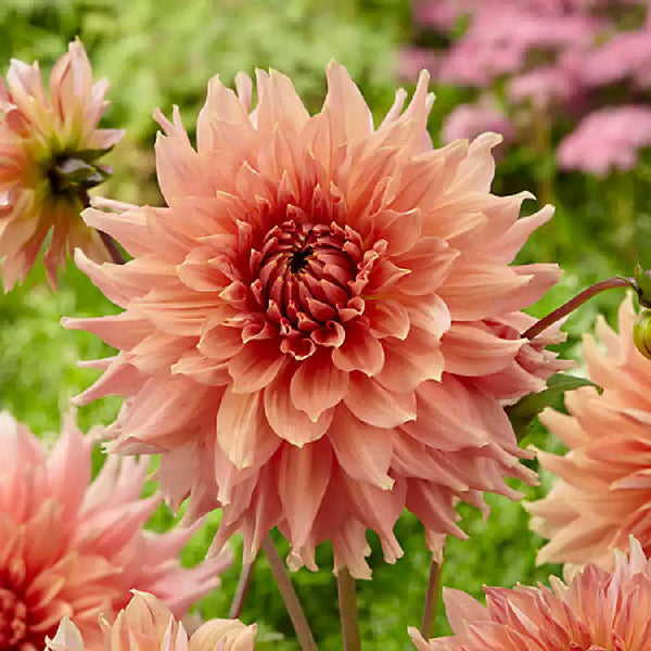 'Firepot' Dahlia Bulb