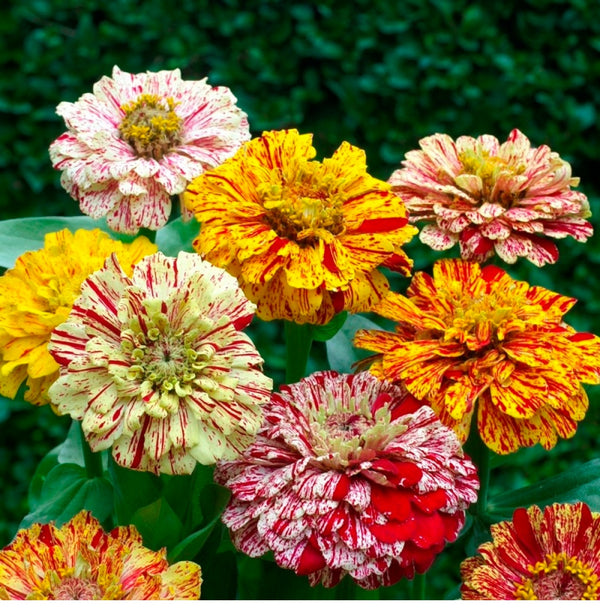 Peppermint Stick Zinnia Seeds