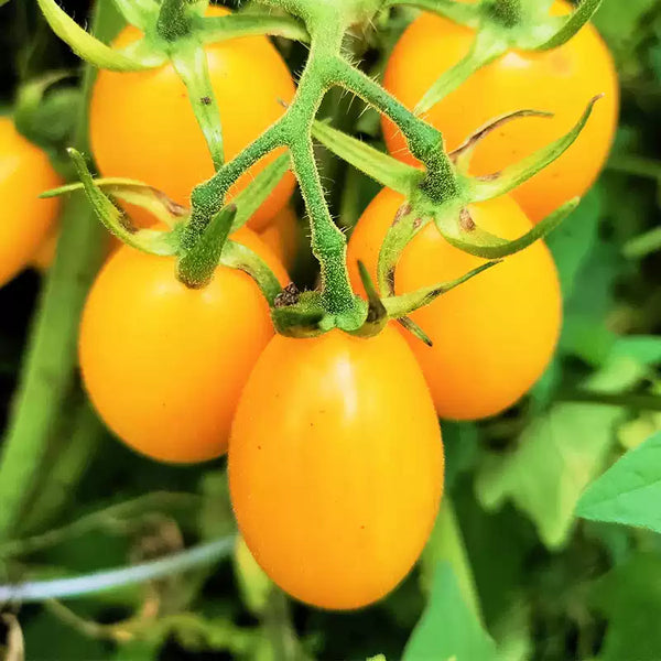 Golden Rave Hybrid Tomato Seeds