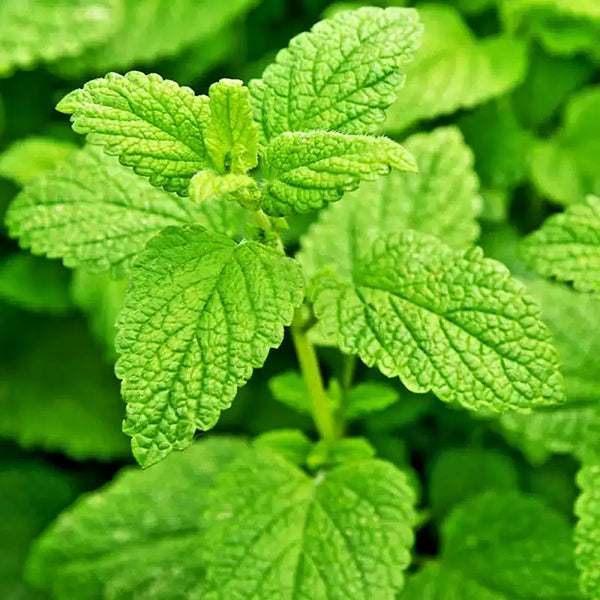 Lemon Balm Seeds