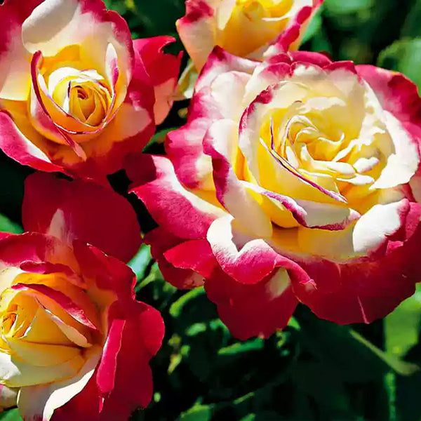 Double Delight Hybrid Tea Rose