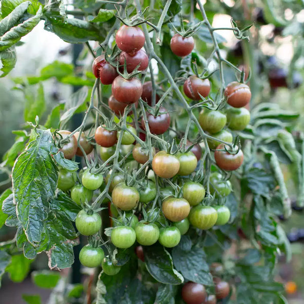 Gum Drop Brown F1 Hybrid Cherry Tomato Seeds