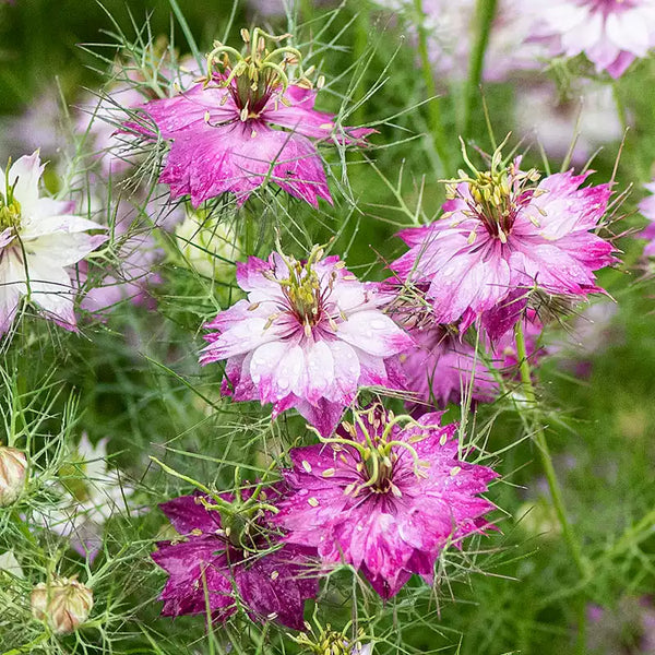 Love-In-A-Mist Pink Nigella Seed